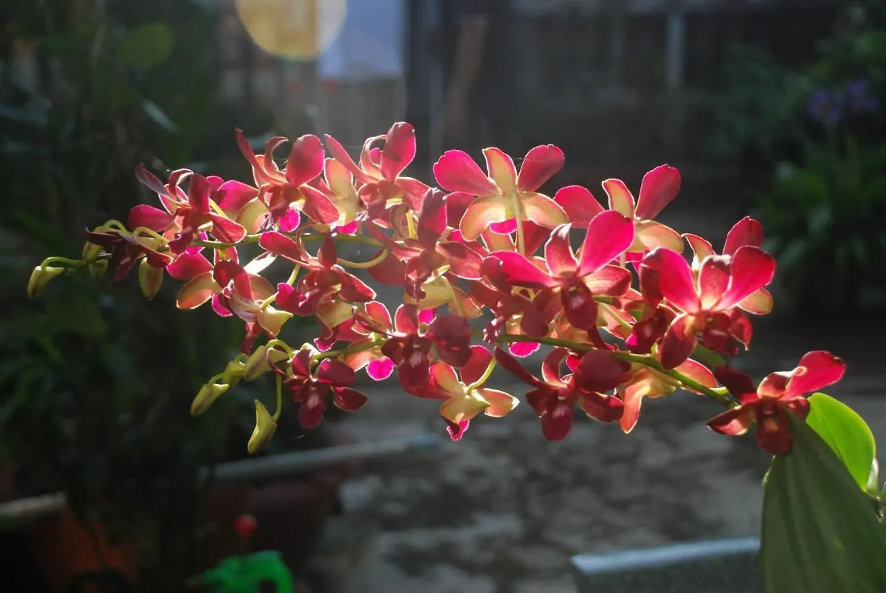 Villa Orchid Garden Riverside Hội An